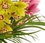 Orhidee cymbidium mix