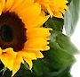 Soare de august
