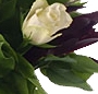 Trandafiri stralucitori