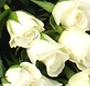 19 Albi