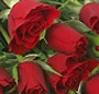 19 Rosii
