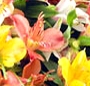 Alstroemeria mix