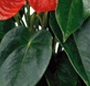 Anthurium la ghiveci