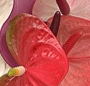 Anthurium mix