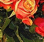 Buchet Cherry