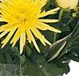 Buchet de primavara