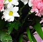 Buchet Elena