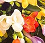 Buchet frezii multicolore