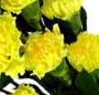 Buchet garoafe galbene