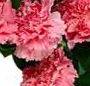 Buchet garoafe roz