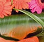 Buchet gerbera multicolore