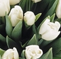 Buchet lalele albe