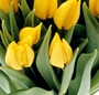 Buchet lalele galbene