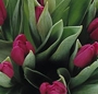 Buchet lalele mov
