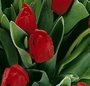 Buchet lalele rosii
