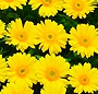 Coroana gerbera