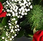 Cub floral modern
