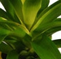 Guzmania galbena
