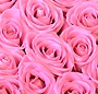 La vie en rose