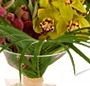 Orhidee cymbidium mix