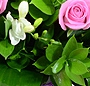 Paradis floral