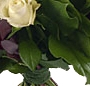 Trandafiri stralucitori