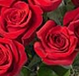 Trandafiri rosii