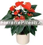 Anthurium la ghiveci