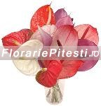 Anthurium mix