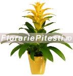 Guzmania galbena