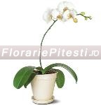 Orhideea phalaenopsis